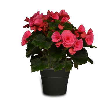 Premium Begonia 7.75